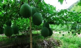 吊瓜怎么吃减脂最快视频,高效食用法助你快速瘦身