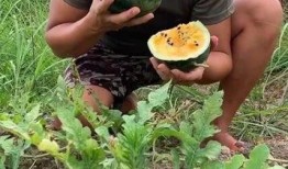 小瓜可以热着吃么吗视频