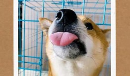 大鹅吃瓜的视频,萌态十足，网友直呼可爱爆表！