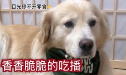 佛手瓜能不能给狗吃呀视频,狗狗饮食中的安全选择吗？