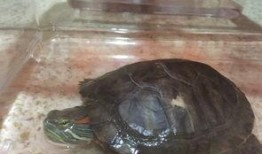 欧阳爸爸吃瓜乌龟视频,趣味视频引网友热议