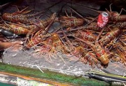 吃瓜视频大龙虾,大龙虾美食盛宴，带你领略海鲜美味