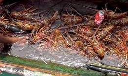 吃瓜视频大龙虾,大龙虾美食盛宴，带你领略海鲜美味