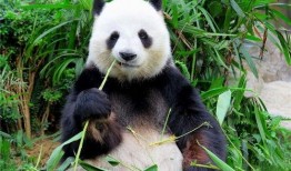 大熊猫吃葫芦瓜视频,萌态可掬的食趣瞬间