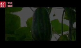 吃瓜视频都去哪里看了,吃瓜群众的热门视频聚集地