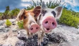 小猪直播间吃瓜视频大全