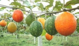 小吊瓜啃着吃怎么办视频,小吊瓜啃着吃的趣味体验分享