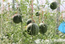 承德热门吃瓜事件视频,全民围观吃瓜盛宴