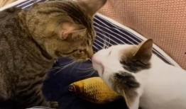 吃瓜遇到小猫变脸原视频,萌态瞬间引爆网络