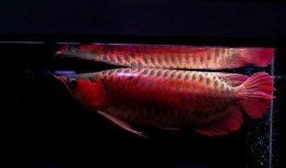 尼加拉瓜吃龙鱼视频大全,惊险刺激！尼加拉瓜龙鱼捕食瞬间大盘点