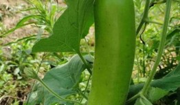 瓠子瓜加瘦肉可以吃吗视频,营养美味两不误的佳肴探索