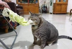 合肥猫吃瓜视频live,趣味横生的宠物生活瞬间