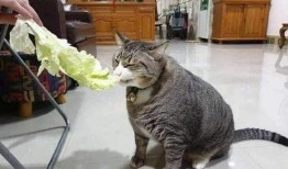 合肥猫吃瓜视频live,趣味横生的宠物生活瞬间