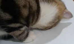 蓝猫吃瓜视频在线观看免费,欢乐无限，免费观看，尽享娱乐盛宴！