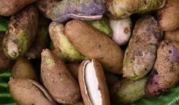 农村人吃八月瓜视频播放,农村人自制美食视频走红网络