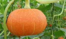 介休吃瓜真实的视频大全,视频大全带你领略地方特色美食风情