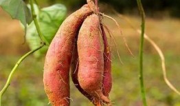 小花妞吃瓜蜜薯视频,甜蜜滋味引发网友热议