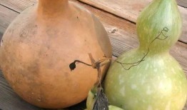 鸡吃生葫芦瓜视频播放,葫芦瓜美食之旅