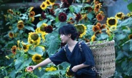 李子柒吃蜜瓜视频大全,田园生活与甜蜜时光的完美邂逅