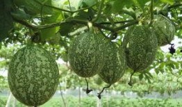 吊瓜怎么吃减脂最快视频,高效食用法助你快速瘦身