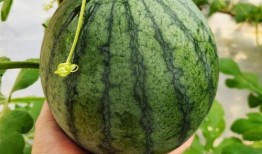 五彩田园吃瓜视频,一场视觉与味蕾的盛宴