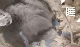 成都吃瓜群众看老鼠视频,老鼠视频引发全民围观