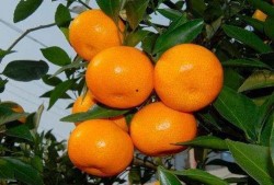 吃瓜少女大橘子视频下载,轻松获取热门内容