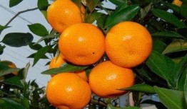 吃瓜少女大橘子视频下载,轻松获取热门内容