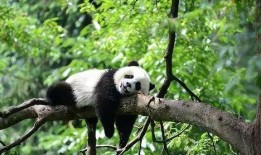 带你吃瓜中国熊猫视频,带你领略国宝的味蕾盛宴