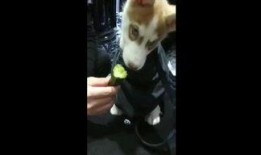 狗吃野瓜视频,揭秘野瓜美食之旅