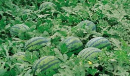 亲近自然吃瓜视频大全,吃瓜视频大全精选回顾