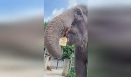 大象吃长腿瓜视频,揭秘大象如何享用长腿瓜美食