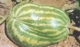 介休吃瓜真实的视频大全,视频大全带你领略地方特色美食风情