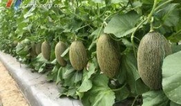 宁波吃瓜视频,揭秘当地美食文化，带你领略宁波风味