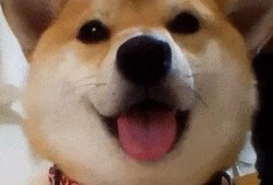 狗头吃瓜视频总集,笑料横生的视频总集回顾