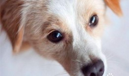 狗看人吵架吃瓜视频播放,化身“吃瓜群众”萌态十足