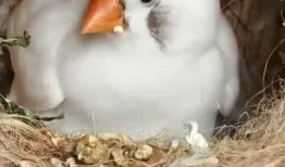 珍珠鸟可以吃梨瓜吗视频,梨瓜成为新宠