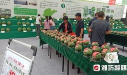 电商吃瓜视频,揭秘热门视频背后的秘密与争议