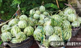 沐龙泉吃瓜视频是什么情况,网络热议背后的真相