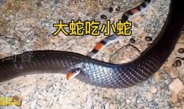 辛安小蛇吃瓜视频播放在线观看,独家在线观看，揭秘娱乐圈幕后故事