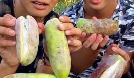 农村人吃八月瓜视频播放,农村人自制美食视频走红网络