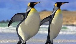 企鹅吃瓜群视频下载网站,热门视频下载网站大揭秘