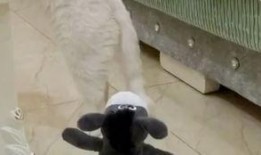 牛马吃瓜视频,一场意想不到的跨界美食盛宴