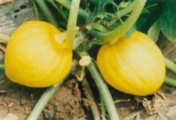 奶栗吃瓜视频,揭秘网红美食背后的故事