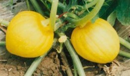 奶栗吃瓜视频,揭秘网红美食背后的故事