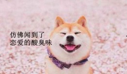 吃瓜柴犬动漫视频大全
