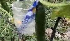 蔡二哥新沂吃瓜视频,揭秘当地美食与风土人情