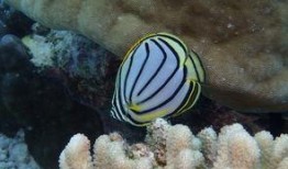 珊瑚吃小瓜虫吗会死吗视频,生死相依的微妙关系