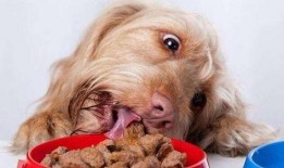 狗吃野瓜视频,揭秘野瓜美食之旅