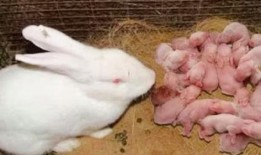 小兔子吃凉瓜视频,凉瓜美食大挑战